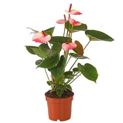 Антуриум Mystique, Гор17, Выс55 в интернет гипермаркете «Планета Лета». Фото