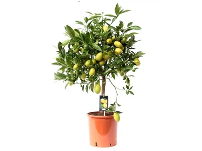 Цитрофортунелла Canaliculata on stam, Гор24, Выс100 в интернет гипермаркете «Планета Лета». Фото