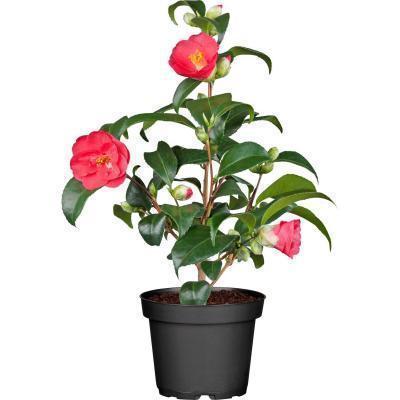 Камелия, Гор24, Выс80 в интернет гипермаркете «Планета Лета». Фото