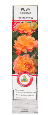 Роза парковая Вестерлэнд (туба) в интернет гипермаркете «Планета Лета». Фото
