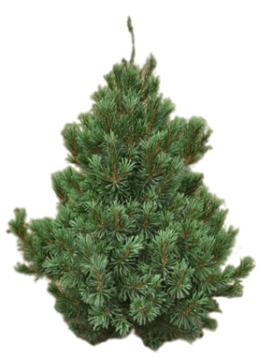 Сосна мягкая Vanderwolf's Pyramid, Гор33, Выс70-80 в интернет гипермаркете «Планета Лета». Фото