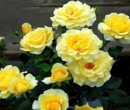 Роза плетистая Казинов коробке Кут в интернет гипермаркете «Планета Лета». Фото