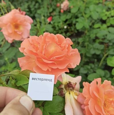 Роза плетистая Вестерленд ОКС в интернет гипермаркете «Планета Лета». Фото