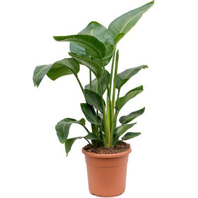 Стрелиция Nicolai, Гор14, Выс130 в интернет гипермаркете «Планета Лета». Фото