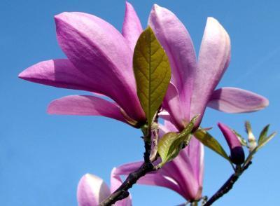 Магнолия лилиецветная Бетти П в интернет гипермаркете «Планета Лета». Фото