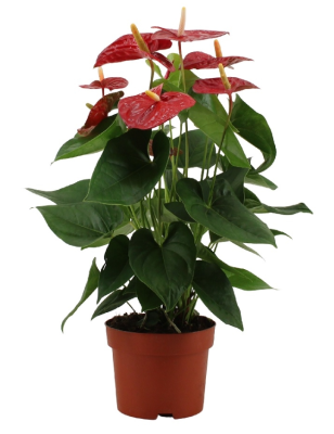 Антуриум Red Гор17, Выс60 в интернет гипермаркете «Планета Лета». Фото