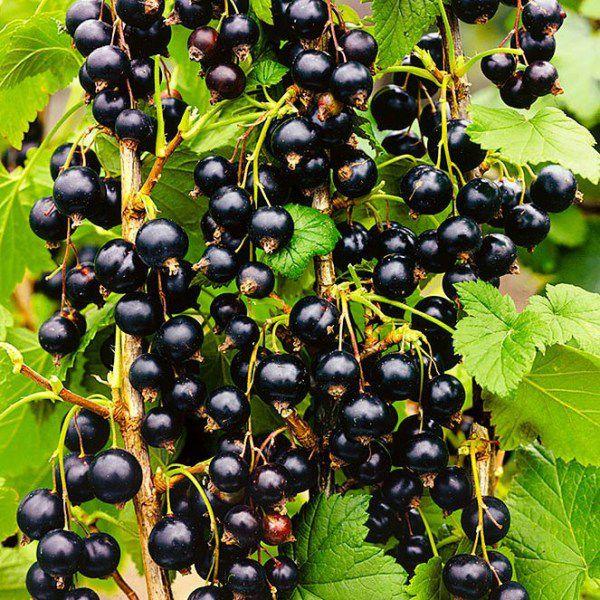 Смородина черная перспективные сорта Изюмная/ЦКорЛюкс П в интернет гипермаркете «Планета Лета». Фото