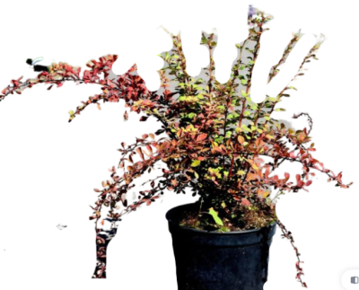 Барбарис Т.Natasza, Гор17, Выс30 в интернет гипермаркете «Планета Лета». Фото