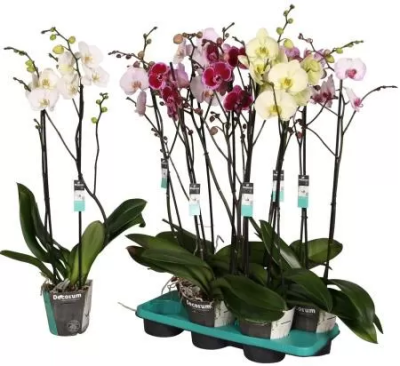 Фаленопсис Mix Vert, Гор15, Выс90 в интернет гипермаркете «Планета Лета». Фото