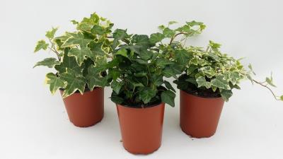 Плющ Mix, Гор13, Выс20 в интернет гипермаркете «Планета Лета». Фото