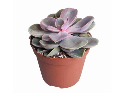 Эчеверия Pearls, Гор9, Выс12 в интернет гипермаркете «Планета Лета». Фото