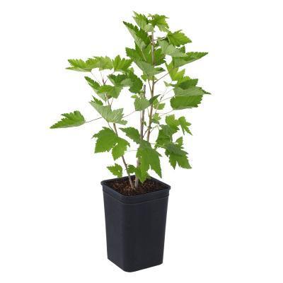 Смородина красная Ранняя сладкая 2-летка С3 Выс50 в интернет гипермаркете «Планета Лета». Фото