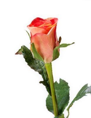 Роза Анабель персик-роз в-52 см, в-4,д-3 см 12/144, 30.03110133SU Ф в интернет гипермаркете «Планета Лета». Фото