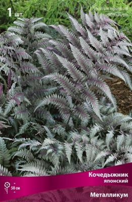 Кочедыжник ниппонский Металликум/К Питомник растений в интернет гипермаркете «Планета Лета». Фото Кочедыжник ниппонский Металликум/К в интернет гипермаркете «Планета Лета». Фото