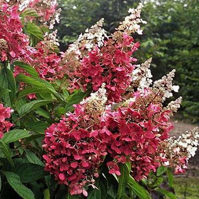 Гортензия метельчатая Пинки Винки/ЦКорЛюкс Планета Лета в интернет гипермаркете «Планета Лета». Фото Гортензия метельчатая Пинки Винки/ЦКорЛюкс в интернет гипермаркете «Планета Лета». Фото