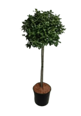 Падуб М.Heckenblau штамб, Гор23, Выс80 в интернет гипермаркете «Планета Лета». Фото