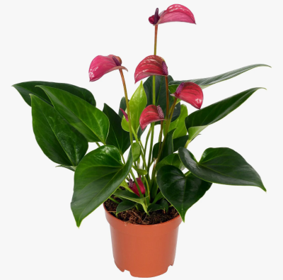 Антуриум Pure Purple, Гор12, Выс43 в интернет гипермаркете «Планета Лета». Фото