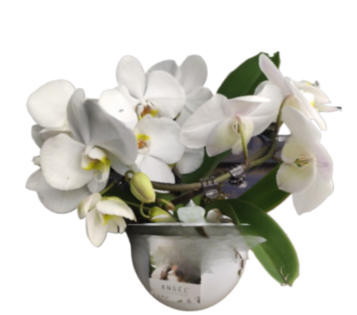 Фаленопсис 2 pp Angel керамика, Гор12, Выс30 в интернет гипермаркете «Планета Лета». Фото