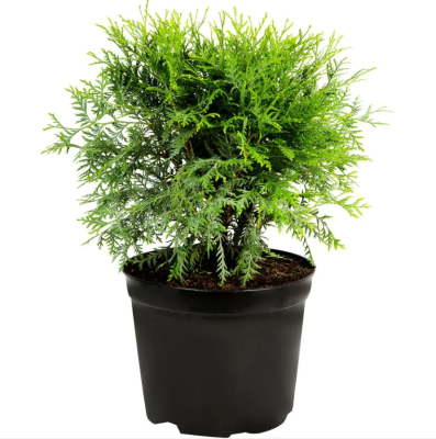 Туя запад.Tiny Tim, Гор23, Выс40 в интернет гипермаркете «Планета Лета». Фото