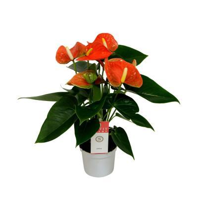Антуриум Baby Orange, Гор14, Выс50 в интернет гипермаркете «Планета Лета». Фото