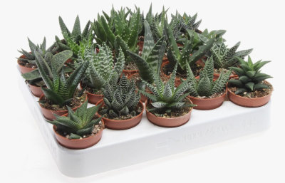 Хавортия, Гор5, Выс8 в интернет гипермаркете «Планета Лета». Фото