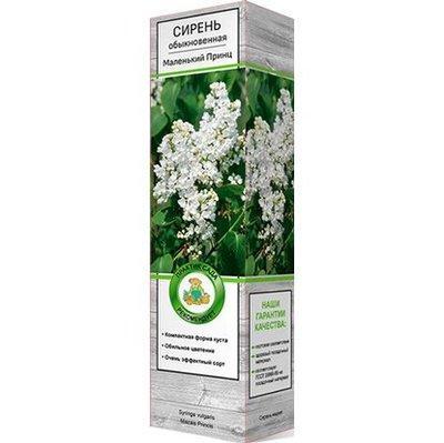 Сирень обыкновенная Жанна Д'Арк/ЦКор П в интернет гипермаркете «Планета Лета». Фото