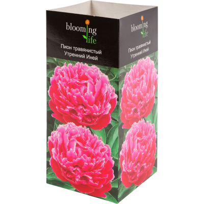 Пион травянистый Утренний Иней (туба) в интернет гипермаркете «Планета Лета». Фото