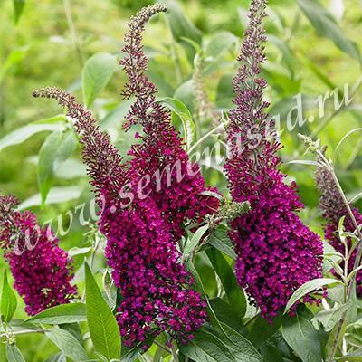 Буддлея Давида Шуга Плам П в интернет гипермаркете «Планета Лета». Фото