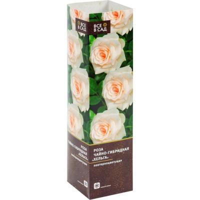 Роза чайно-гибридная Вестминстер Эбби/ЦКорЛюкс П в интернет гипермаркете «Планета Лета». Фото