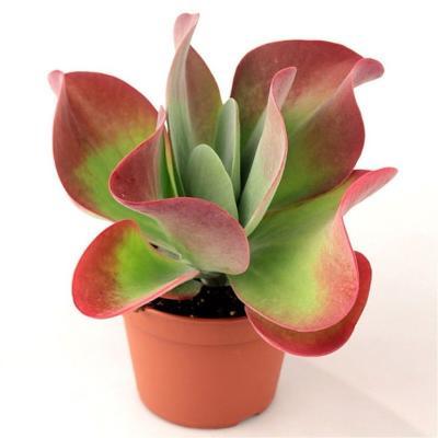 Каланхоэ Thyrsiflora flapjack, Гор10, Выс22 в интернет гипермаркете «Планета Лета». Фото