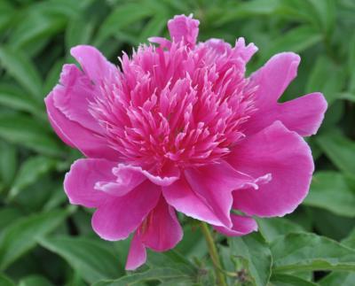 Пион травянистый Цзы Фэн 7Ц (туба) в интернет гипермаркете «Планета Лета». Фото