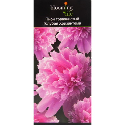 Пион травянистый Голубая Хризантема (туба), в интернет гипермаркете «Планета Лета». Фото