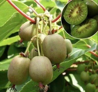 Актинидия Байерн киви 2-летка С2 Н30 в интернет гипермаркете «Планета Лета». Фото