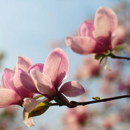 Магнолия суланжа 7Ц (туба) в интернет гипермаркете «Планета Лета». Фото