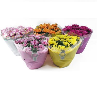 Хризантема Mix в плошке, Гор23, Выс30 в интернет гипермаркете «Планета Лета». Фото