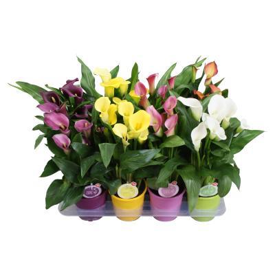 Калла Mix, Гор10, Выс40 в интернет гипермаркете «Планета Лета». Фото