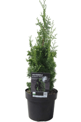 Туя запад.Brobeck tower, Гор17, Выс30 в интернет гипермаркете «Планета Лета». Фото