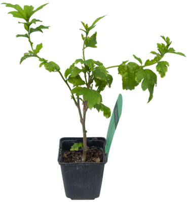 Гибискус сирийский, Гор17, Выс25 в интернет гипермаркете «Планета Лета». Фото