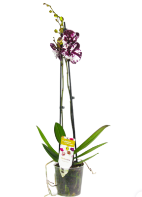 Фаленопсис 2 pp Moon, Гор12, Выс50 в интернет гипермаркете «Планета Лета». Фото