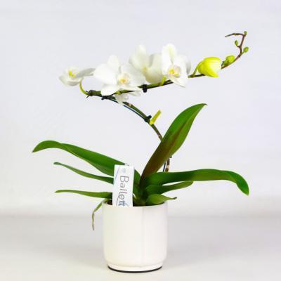 Фаленопсис 1 pp Balletto, Гор12, Выс40 в интернет гипермаркете «Планета Лета». Фото