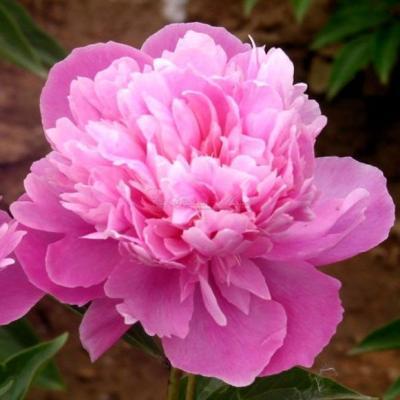 Пион травянистый Небесная Парча (в тубе) в интернет гипермаркете «Планета Лета». Фото