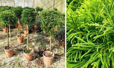 Криптомерия яп.Globosa Nana штамб, Гор24, Выс60 в интернет гипермаркете «Планета Лета». Фото