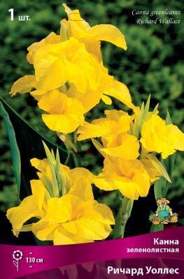 Канна зеленолистная Ричард Уоллес/К  в интернет гипермаркете «Планета Лета». Фото Канна зеленолистная Ричард Уоллес/К в интернет гипермаркете «Планета Лета». Фото