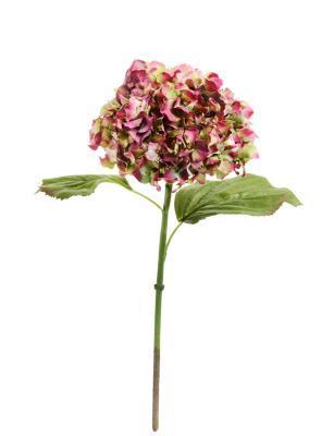 Гортензия "Holland Dry" зеленая с бордово-фиолетовым в-47 см, д-18 см 30.11170020GRB в интернет гипермаркете «Планета Лета». Фото