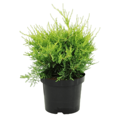 Можжевел.китайс.Kuriwao Gold, Гор17, Выс40 в интернет гипермаркете «Планета Лета». Фото