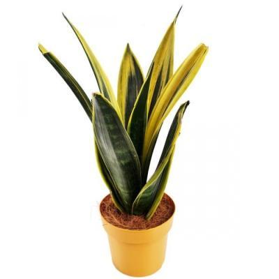 Сансевиерия Yellow Stripe, Гор14, Выс50 в интернет гипермаркете «Планета Лета». Фото