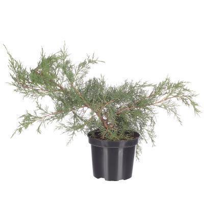 Можжевел.средн.Пфитцериана Глаука, Гор17, Выс25 М в интернет гипермаркете «Планета Лета». Фото