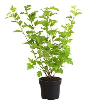 Пузыреплодник калин.Angel Gold, Гор19, Выс40-60 в интернет гипермаркете «Планета Лета». Фото