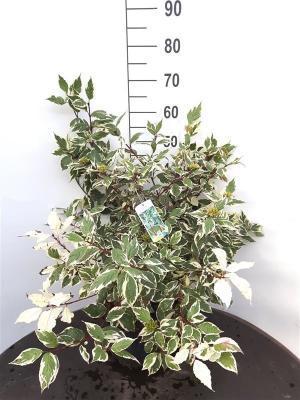 Дерен белый Sibirica, Гор19, Выс80 в интернет гипермаркете «Планета Лета». Фото