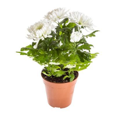 Хризантема Deco,Гор9, Выс25 в интернет гипермаркете «Планета Лета». Фото